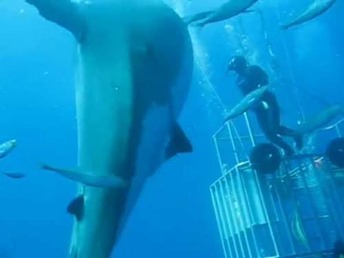 بزرگترین کوسه سفید جهان+ تصاویر