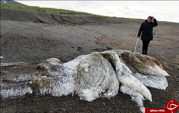 Ú©Ø´Ù Ù„Ø§Ø´Ù‡ ÛŒÚ© Ù…ÙˆØ¬ÙˆØ¯ Ø§Ø³Ø±Ø§Ø±Ø¢Ù…ÛŒØ² Ùˆ Ø¹Ø¸ÛŒÙ…â€ŒØ§Ù„Ø¬Ø«Ù‡ Ø¯Ø± Ø³ÙˆØ§Ø­Ù„ Ø±ÙˆØ³ÛŒÙ‡+ ØªØµØ§ÙˆÛŒØ±