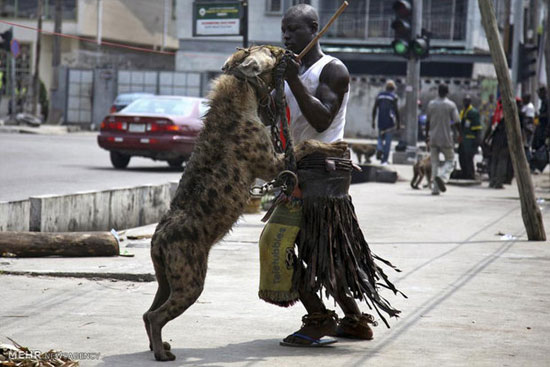 حیوانات دست آموز نامتعارف