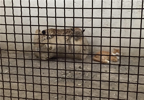 (تصاویر) وضیت وخیم باغ‌وحش تبریز