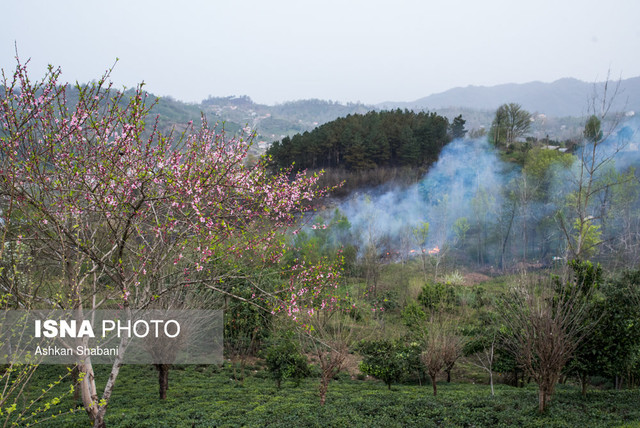 آتش سوزی در جنگل‌های لاهیجان