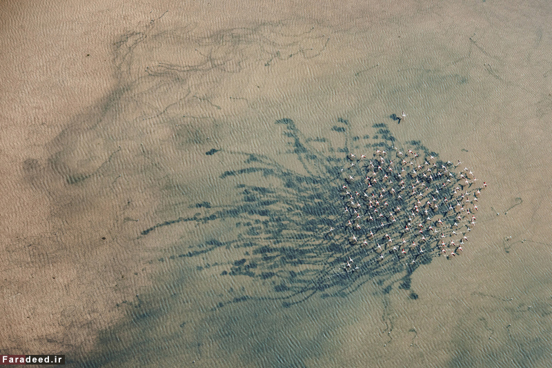 (تصاویر) مسابقه عکاسی نشنال جئوگرافیک