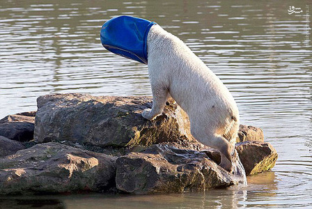 عکس/ وسیله بازی یک خرس قطبی 