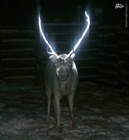 روشی جالب برای تصادف نکردن با گوزن‌ها/ عکس