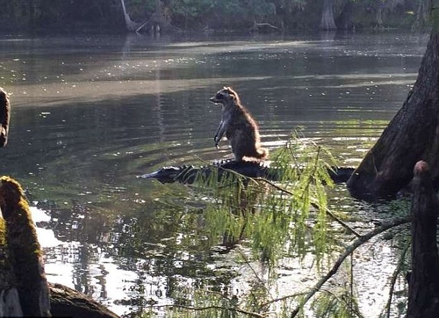 سواری گرفتن راکون از تمساح (تصاویر)