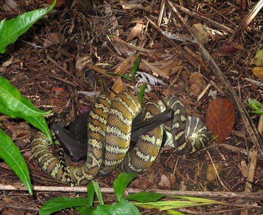 شکار روباه توسط مار پیتون