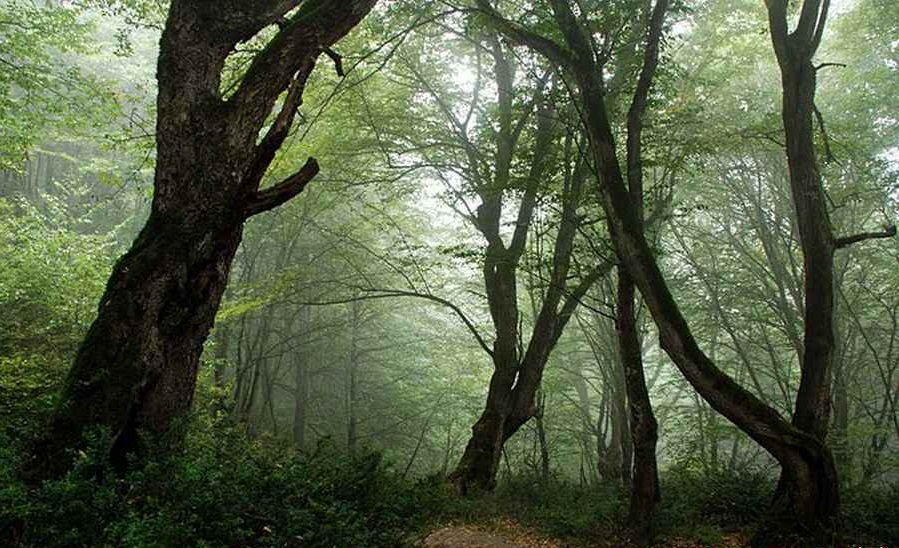 الیمستان، جنگلی رویایی در مازندران (+عکس)