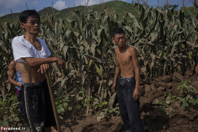 کشاورزان در مزارع ذرت در 