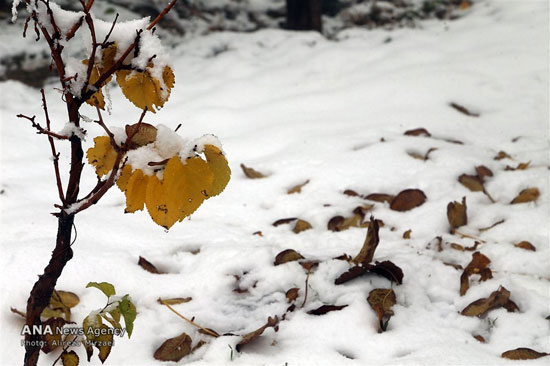 عکس: بارش برف در ارتفاعات تهران