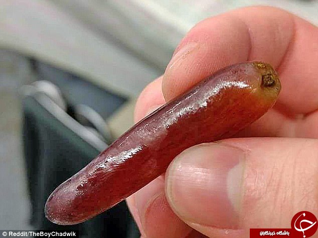 میوه‌های عجیب الخلقه در سراسر جهان+ تصاویر