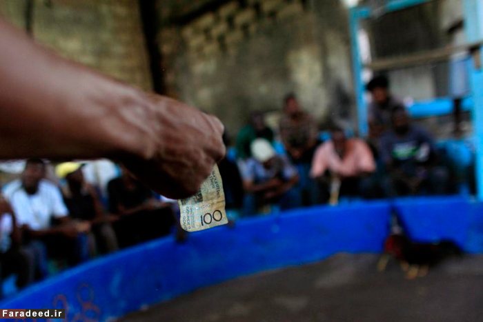 (تصاویر) سنت جنگ خروس‌های جنگی