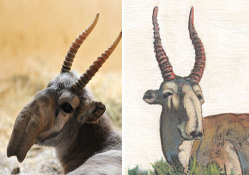 حیوان بازمانده‌ی از عصر یخبندان در آستانه انقراض + تصاویر