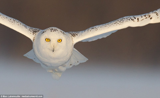 لحظه زیبای شکار جغد برفی+ تصاویر