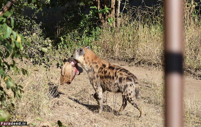 (تصاویر) عجیب و دیدنی از دنیای حیوانات