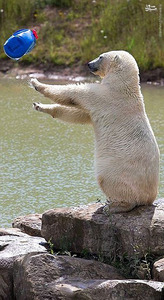 عکس/ وسیله بازی یک خرس قطبی 