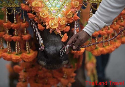 مسابقات بوفالو سواری چونبوری 2015 + تصاویر