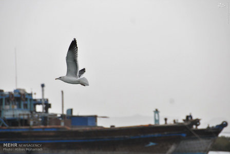 پایگاه تحلیلی خبری نامه نیوز