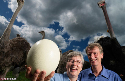 رکورد دار سنگین ترین تخم یک پرنده در مزرعه 