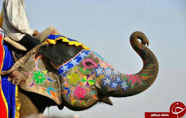 فستیوال های جالب در دنیا + عکس