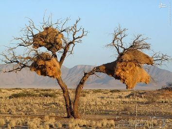 پرنده بومی آفریقای جنوبی، نامیبیا و بوتسوآنا است. تخصص اصلی این گونه از پرندگان، بافت آشیانه‌های بزرگی است که گاهی میزبان صدها گونه‌ی مختلف از پرندگان طی نسل‌های متعدد است. این آشیانه‌های عظیم‌الجثه از چوب و علف بافته می‌شوند. در سرمای شب اعماق این آشیانه‌ها از هوایی گرم و مناسب برخوردار است، محیطی که پرندگان را به خوبی گرم و راحت نگاه می‌دارد. 