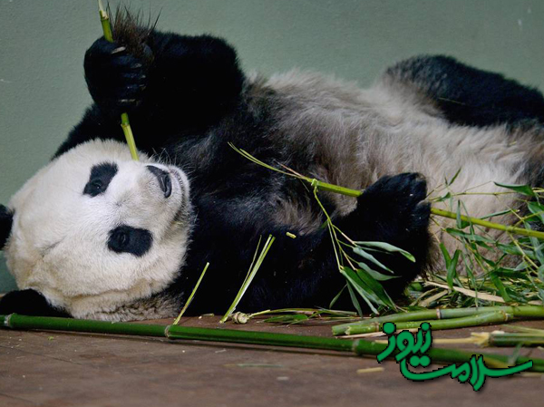 عکس/تظاهر پاندا به حاملگی برای دریافت غذای بهتر