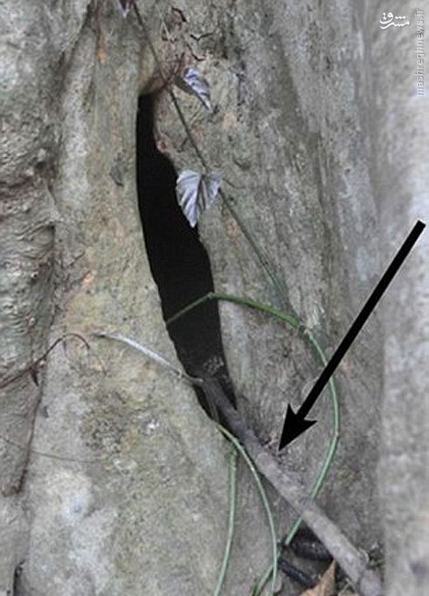 عکس/ کشف عامل اصلی ابولا