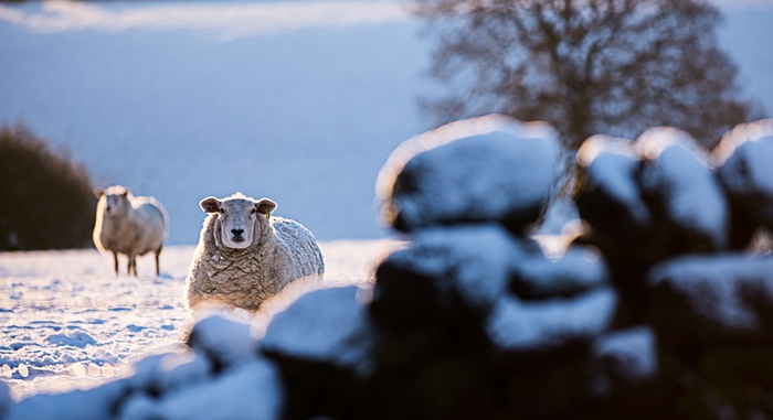تصاویر/ یک روز برفی در انگلیس