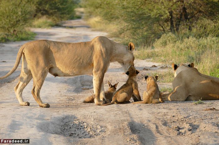 (تصاویر) محافظت ماده شیر از روباه زخمی