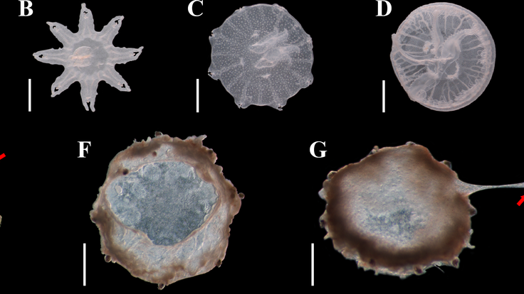 پدیده جدید عروس دریایی بنجامین باتن+عکس