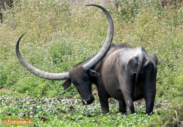 یک بوفالو با شاخ‌های عجیب /عکس