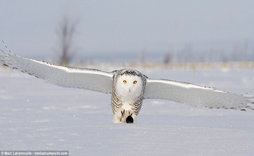 لحظه زیبای شکار جغد برفی+ تصاویر