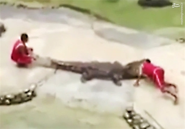 لحظه بلعیده شدن مرد توریست توسط تمساح +تصاویر