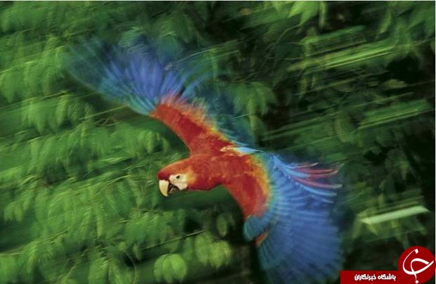 عکس های منتخب نشنال جئوگرافیک + تصاویر