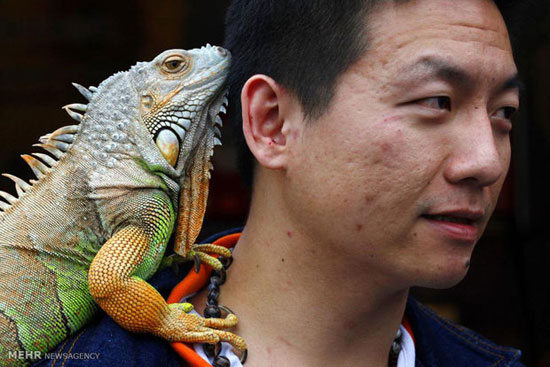 حیوانات دست آموز نامتعارف