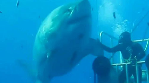 بزرگترین کوسه سفید جهان+ تصاویر