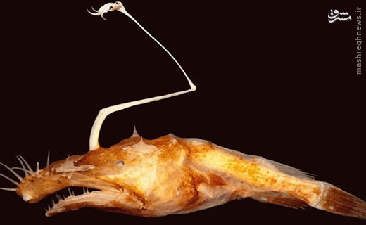 عکس/کشف یک ماهی عجیب از اعماق اقیانوس