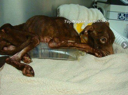 نجات از مرگ حتمی