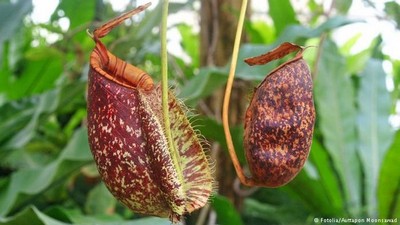 به علت دانه‌های برس مانند در دو طرف قسمت گیرنده این گیاه، فرار طعمه امکان پذیر نیست.