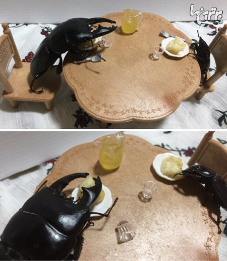 نگهداری از سوسک به عنوان حیوان خانگی