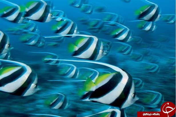 عکس های منتخب نشنال جئوگرافیک + تصاویر