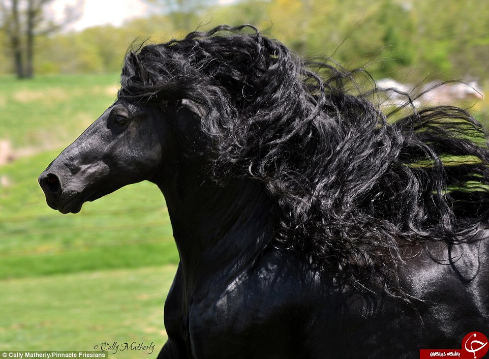 نمایش دیدنی خوشگل ترین اسب دنیا +عکس و فیلم