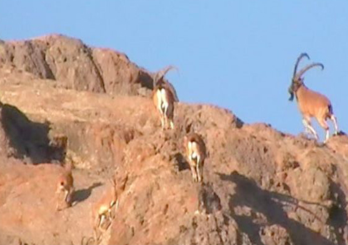 صحنه های بی نظیر شکار پلنگ