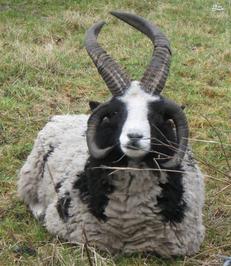  گیپ: حاصل آمیزش بز و گوسفند 