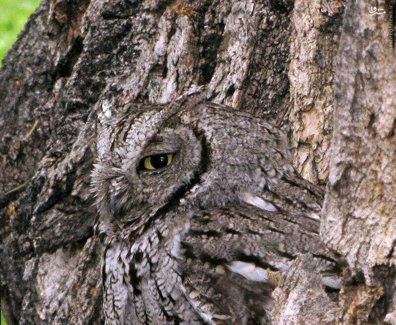 عکس/ استتار فوق العاده یک شکارچی