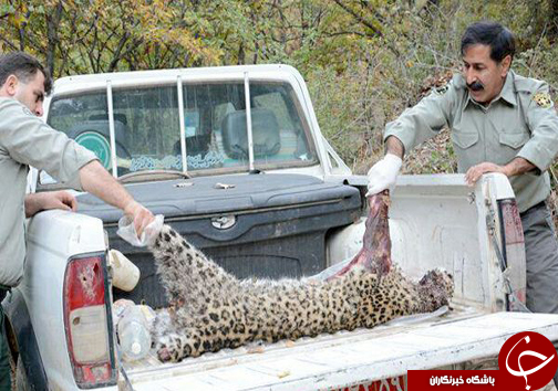 کشتار بیرحمانه یک پلنگ ایرانی در منطقه جنگلی لوه + تصاویر