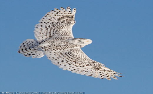 لحظه زیبای شکار جغد برفی+ تصاویر