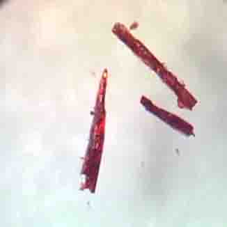 عجیب ترین کشف دانشمندان! +عکس