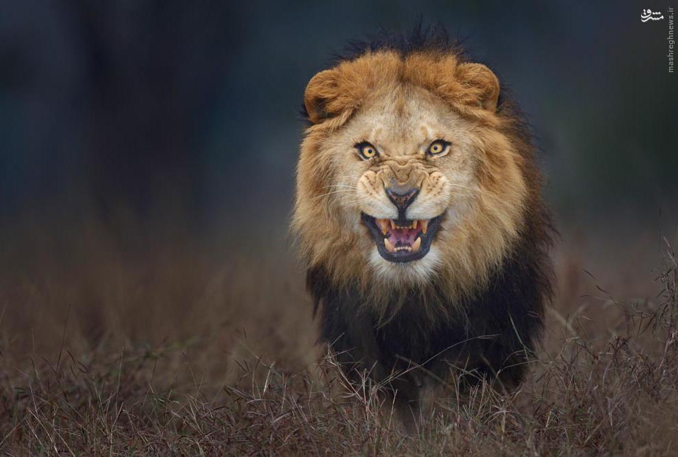 خشم شیر/عکس