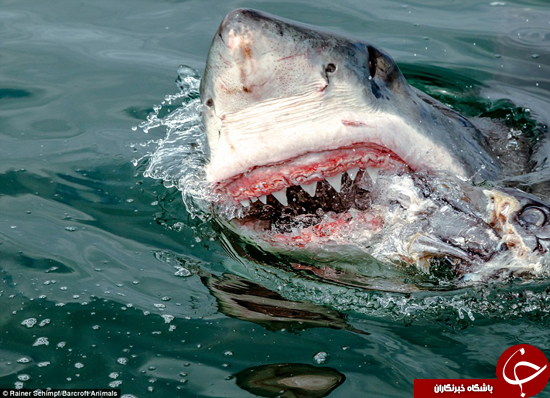 لحظات شگفت انگیز و البته وحشتناک حمله کوسه سفید + تصاویر