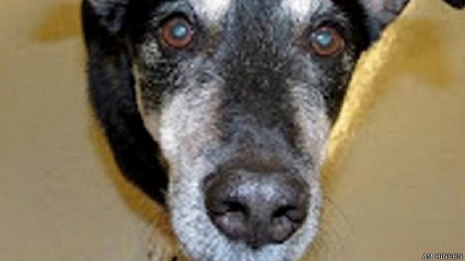 سگی که این سرطان را تشخیص می‌دهد +عکس